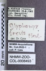 Etiketten zu Glyphonyx brevis (Fleutiaux, 1941) (NHMW-ZOO-COL-0008493)